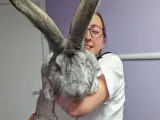 Una donna sorride tenendo in braccio un coniglio gigante, le sue lunghe orecchie grigie dominano l'inquadratura.