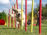 Złoty retriever z radością pokonuje tor przeszkód, demonstrując swoje umiejętności w psich sportach.