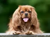 Uroczy pies rasy Cavalier King Charles Spaniel z długą, falującą sierścią i wystawionym językiem, siedzi na ławce na tle zieleni.