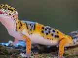 Gekon lamparci z otwartym pyszczkiem, ciekawy świata. Zastanawiasz się, ile kosztuje gekon?