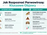 Ilustracja przedstawia objawy parwowirozy u psa: brak apetytu, apatia, wymioty, biegunka, odwodnienie i gorączka.