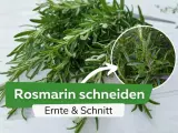 Frischer Rosmarin wird geerntet und geschnitten. Ein Kreis zeigt Nahaufnahme der Nadeln.