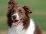 Jak wytresować border collie, aby uniknąć frustracji i problemów