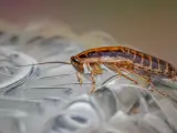 Cucaracha sobre superficie transparente. ¿Buscas cómo fumigar cucarachas casero?