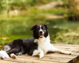 Szczęśliwy pies rasy border collie odpoczywa na drewnianym pomoście. Idealne mazury z psem, relaks nad wodą.