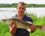 Szczęśliwy wędkarz prezentuje dorodnego sandacza złowionego nad zalewem Brody.
