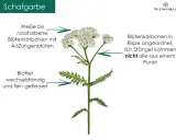 Schafgarbe mit weißen bis rosafarbenen Blütenkörbchen und fein gefiederten Blättern. Die eberkraut wirkung ist vielfältig.