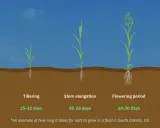 Oats germination takes 2-5 days. The image shows oat growth stages from germination to ripening, illustrating when to plant oats for optimal growth.