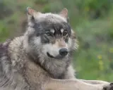 Un magnifique chien croisé loup, au pelage gris et blanc, repose paisiblement dans un pré verdoyant.