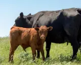 A brown calf stands beside a black cow in a grassy field, a scene that could be impacted by hypomagnesemia in cattle.