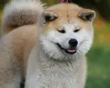 Uśmiechnięta akita, z puszystym ogonem i łagodnym spojrzeniem. Czy akita jest groźna? Ten piesek zaprzecza!