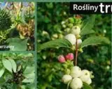 Najgroźniejsze trujące chwasty: Rozpoznaj i usuń bezpiecznie!