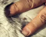 Une tique est visible sur le pelage d'un chien, tenue par des doigts. La durée de vie d'une tique accrochée sur un chien varie.