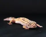 Gekon lamparci z cętkowanym wzorem na jasnym tle.
