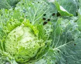 Chou vert aux feuilles trouées, signe d'une possible maladie du chou-fleur ou d'une attaque d'insectes.