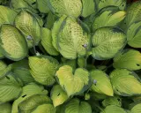 Gęsty kęp hosty z liśćmi o zielono-żółtych obrzeżach. Hosta biała uprawa w cieniu.