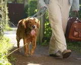 En glad golden retriever går på en grusväg med sin ägare, redo för en härlig semester med hund.