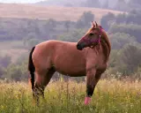 Ein amerikanischer Quarter Horse mit pinker Trense steht auf einer blühenden Wiese.