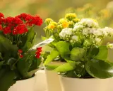 Kwitnące kalanchoe odmiany w doniczkach: czerwone, żółte i białe kwiaty na tle rozmytego, zielonego ogrodu.