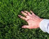 A hand rests on a lush, green lawn of tall fescue, its blades reaching up to tickle the fingers.