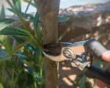 Gartenarbeit: Mit einer Gartenschere wird ein kleiner Trieb am Stamm eines Oleanders abgeschnitten, um ihn in Form zu halten.