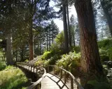 Sentiero in legno tra pini secolari e felci rigogliose, un invito a scoprire la magia de la Sila Calabria.