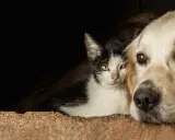 Un chien qui aime les chats, blotti contre un chat noir et blanc dans une niche en bois.