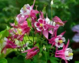 A cluster of pink and white columbine flowers, showcasing their unique spurred petals. These beauties thrive with proper columbine plant care, enjoying well-drained soil and partial shade.