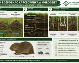 Niskie, nieregularne kopce karczownika w ogrodzie, płytkie tunele i szkody w roślinach. Porównanie z nornicą.