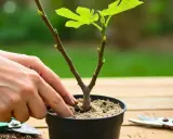 Mains ajustant la terre autour d'un jeune pousse figuier dans un pot. Des cisailles de jardinage sont à proximité.