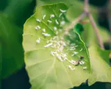 Buchenhecke krankheiten: Blattläuse befallen ein grünes Blatt, das von ihnen übersät ist.