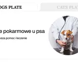 Weterynarz bada psa z objawami zatrucia pokarmowego. Szybka reakcja może zapobiec temu, po czym pies zdechnie.