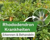 Rhododendron Krankheiten erkennen & behandeln. Nahaufnahme eines jungen Triebs mit Anzeichen von Pilzbefall.
