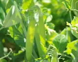 Gousses de petits pois vertes et tendres sur leur tige, idéales pour une fiche technique culture petit pois.