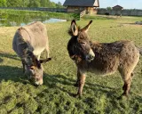 Urocza agroturystyka ze zwierzętami w górach. Dwa osiołki pasą się na zielonej łące, w tle staw i drewniany domek.
