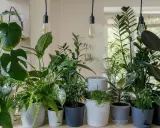 Un assortiment luxuriant de plantes de bureau, incluant un Monstera, des fougères et un caoutchouc, illumine un espace avec des ampoules suspendues.