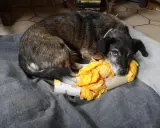 Chien se repose sur un coussin gris, blotti contre un jeu de stimulation pour chien fait maison : un rouleau de papier toilette rempli de tissu jaune.