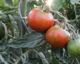 Gros plan sur une plantation de tomates, avec des fruits rouges et verts striés, baignés par le soleil.