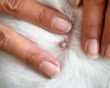 Doigts humains examinant une tique blanche attachée à la peau blanche d'un animal.