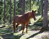 Brun häst i en svensk skog, en symbol för djurskyddet Sverige.