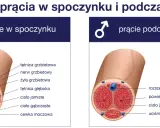 Przekrój prącia ukazuje jego budowę w spoczynku i podczas erekcji, z zaznaczonymi naczyniami krwionośnymi i cewką moczową.