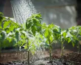 Arrosage tomates dans le potager. Les jeunes plants de tomates reçoivent de l'eau pour une croissance saine.