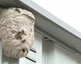 Ein Wespennest am Haus, Wespen vertreiben Nestbau ist hier ein Thema.
