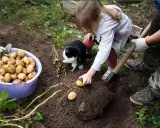 Une petite fille et un chat observent un homme qui plante des pommes de terre. Le moment idéal pour planter les pommes de terre est arrivé.