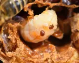 Varroa mites infest a bee larva. Seeing this infestation is a stark reminder of when is it too late to treat for varroa mites.