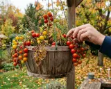 Un homme cueille des tomates cerises rouges et jaunes dans un pot suspendu en bois. Les feuilles tombées jonchent le sol.