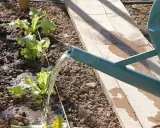 Arrosage des jeunes salades dans le potager. L'eau coule d'un arrosoir vert sur les plants et la terre.
