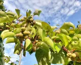 Grappes de petits fruits sur un arbre kiwi nom, sous un ciel bleu parsemé de nuages.