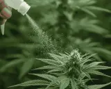 Mano rociando planta de cannabis con spray, mostrando cómo utilizar el vinagre como insecticida natural para protegerla.