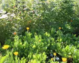 Des fleurs de souci et des framboises poussent ensemble. Idéal pour savoir que planter au pied des groseilliers pour un jardin comestible et fleuri.